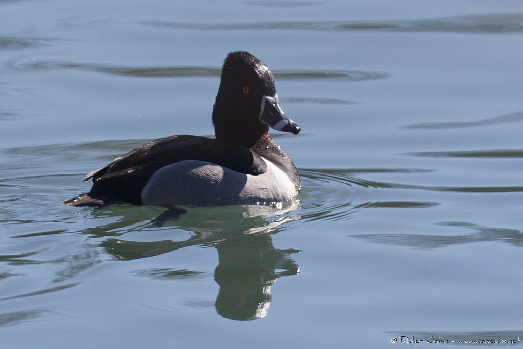 Ring-necked Duck male adult