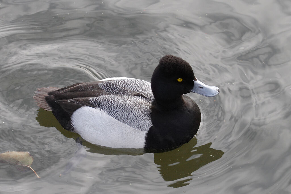 Fuligule à tête noire mâle adulte