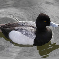 Fuligule à tête noire