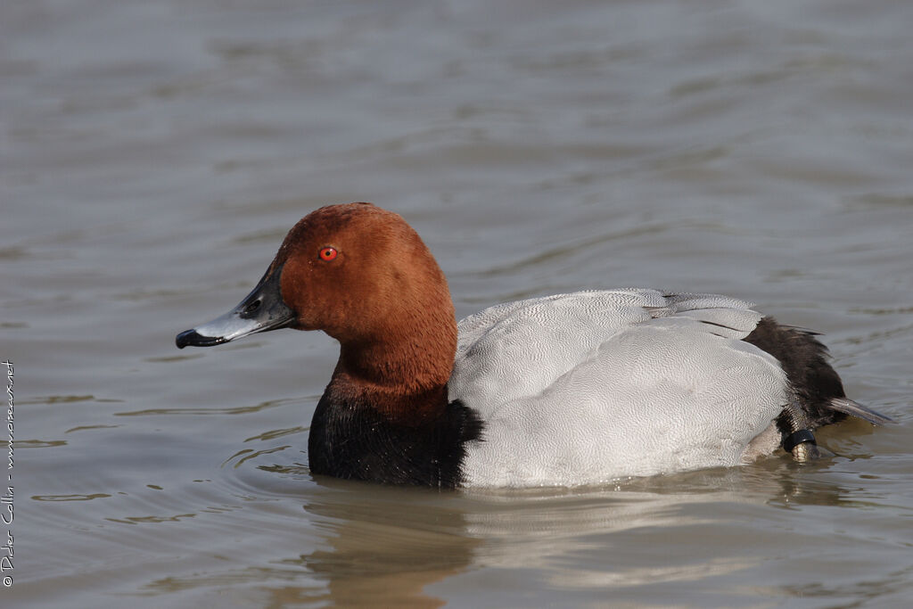 Common Pochard male adult breeding, identification