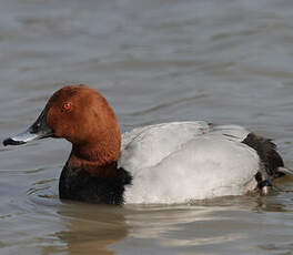 Common Pochard