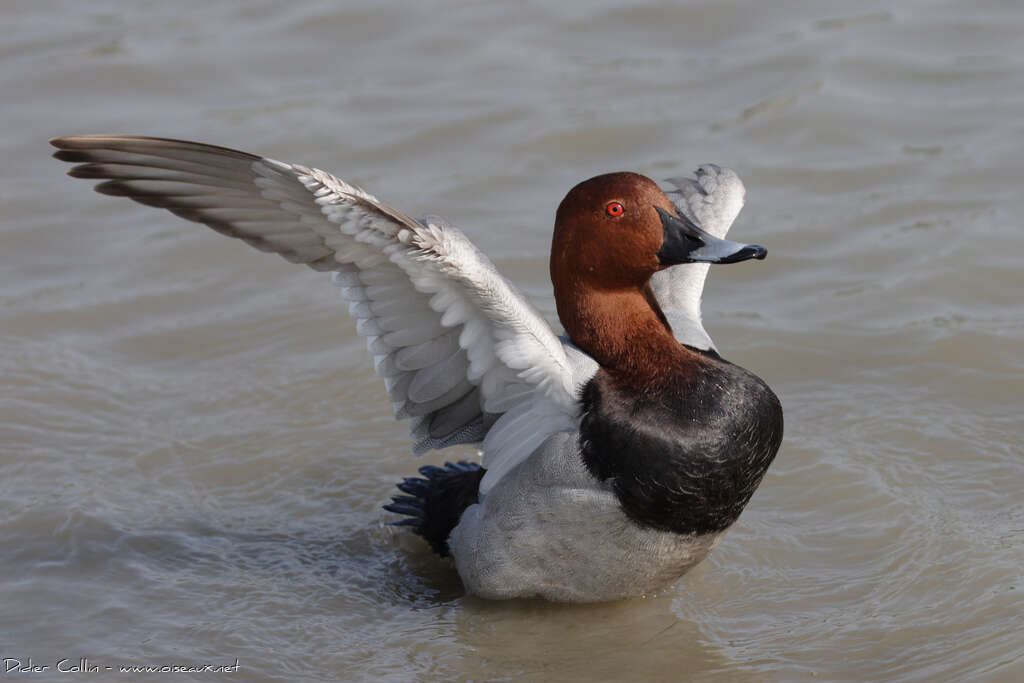 Common Pochard male adult breeding, Behaviour