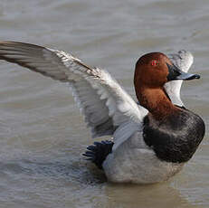 Common Pochard