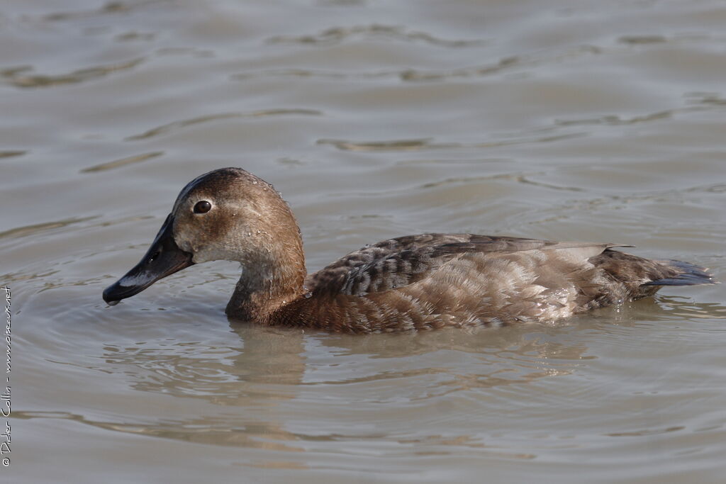 Common Pochard female adult