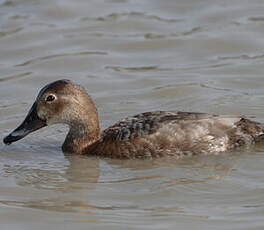 Common Pochard