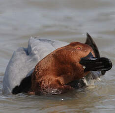 Common Pochard