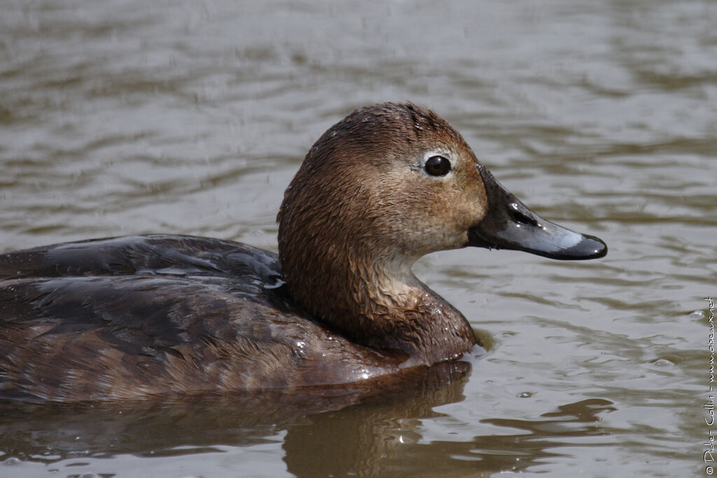 Common Pochard female adult