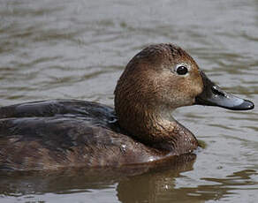 Common Pochard