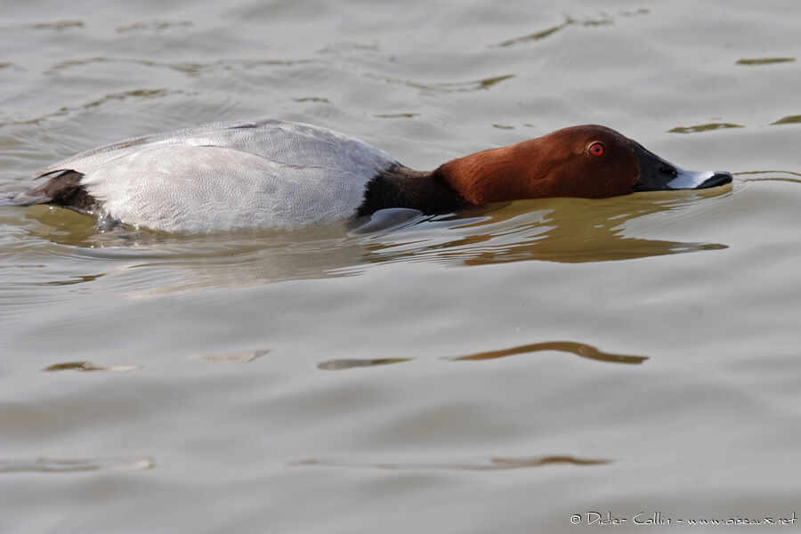 Common Pochard