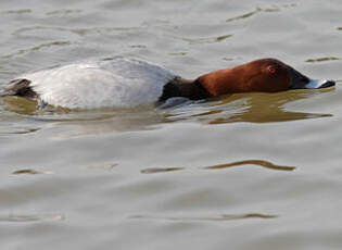 Common Pochard