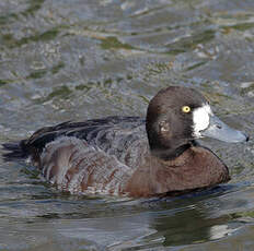 Greater Scaup