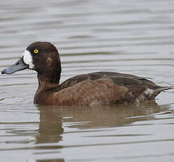 Greater Scaup