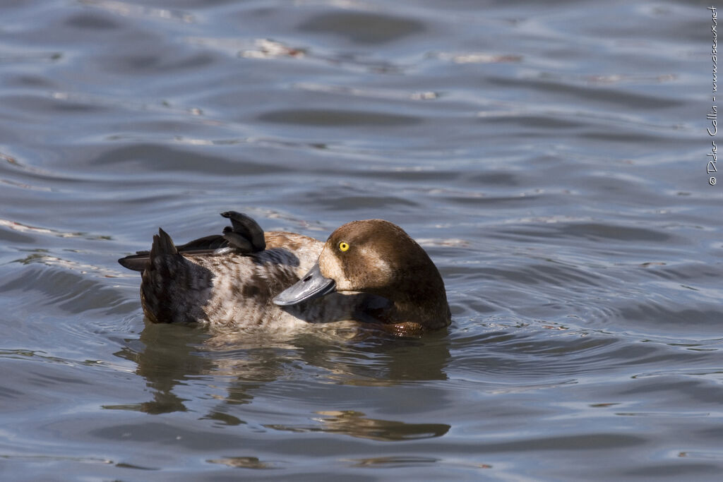 Greater Scaup female