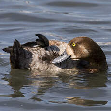 Greater Scaup