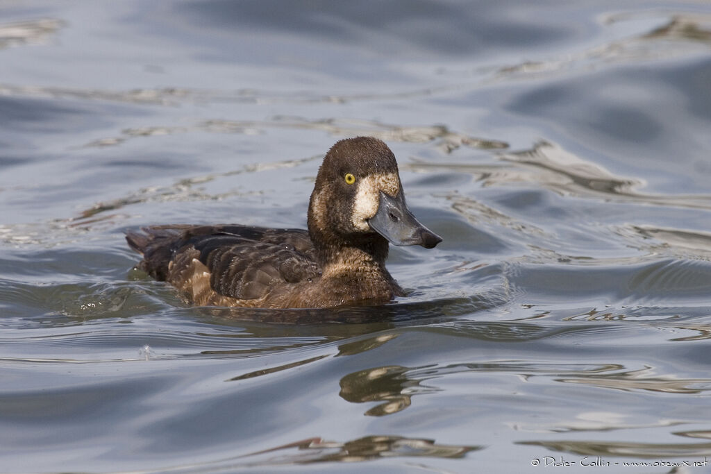 Greater Scaup female, identification