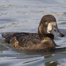 Greater Scaup