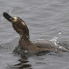 Greater Scaup