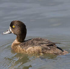 Tufted Duck