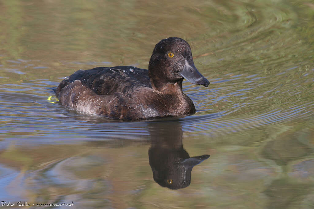 Tufted DuckFirst year, identification