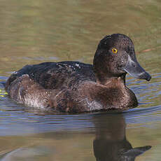 Tufted Duck