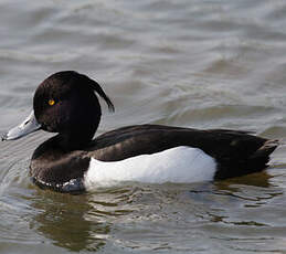 Tufted Duck