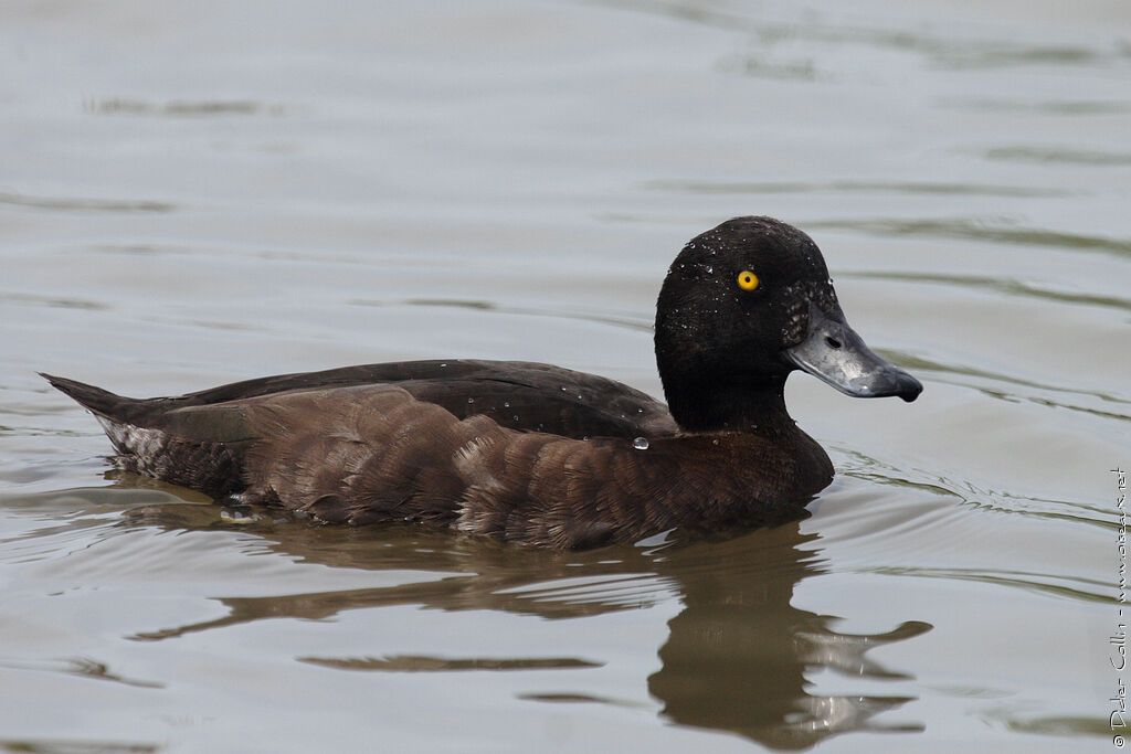 Tufted Duck female adult, identification