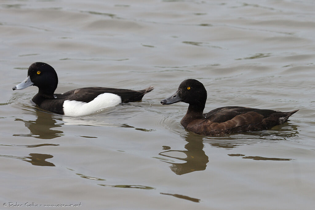 Tufted Duck adult