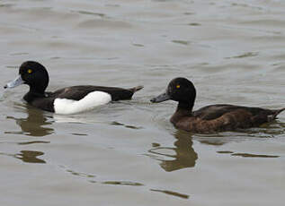 Tufted Duck