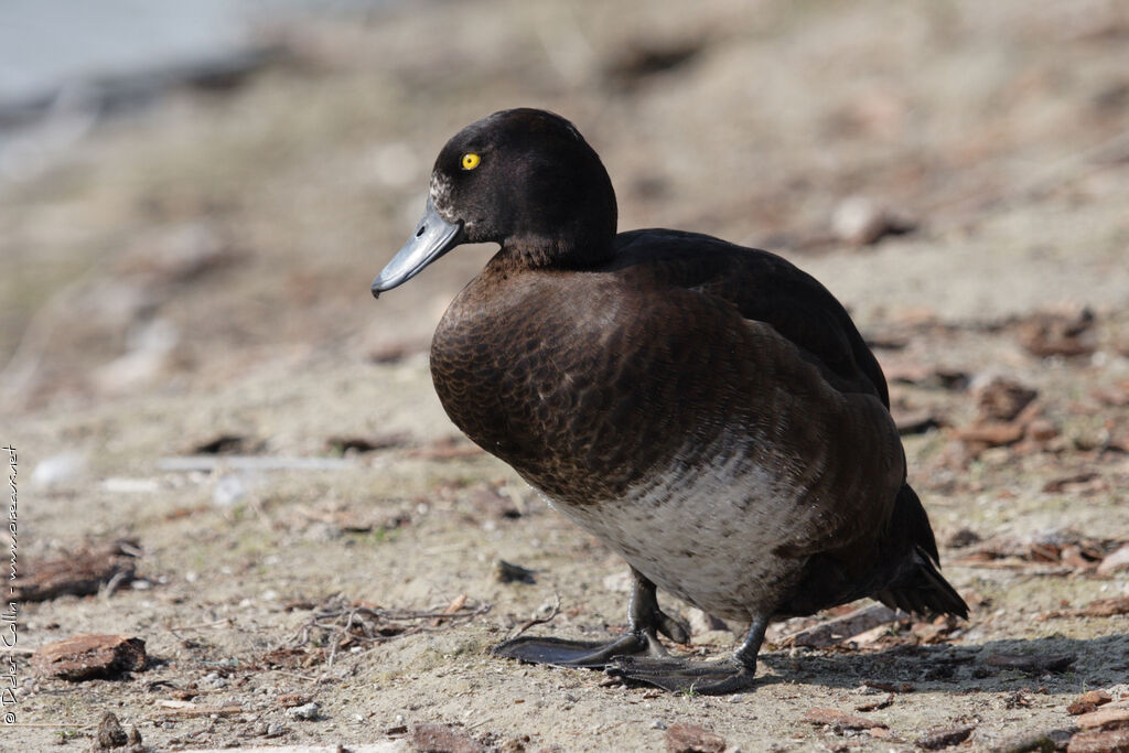 Tufted Duck female adult