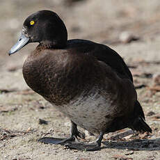 Tufted Duck