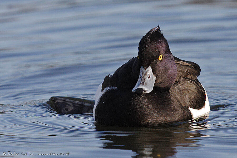 Tufted Duck male adult