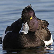 Tufted Duck