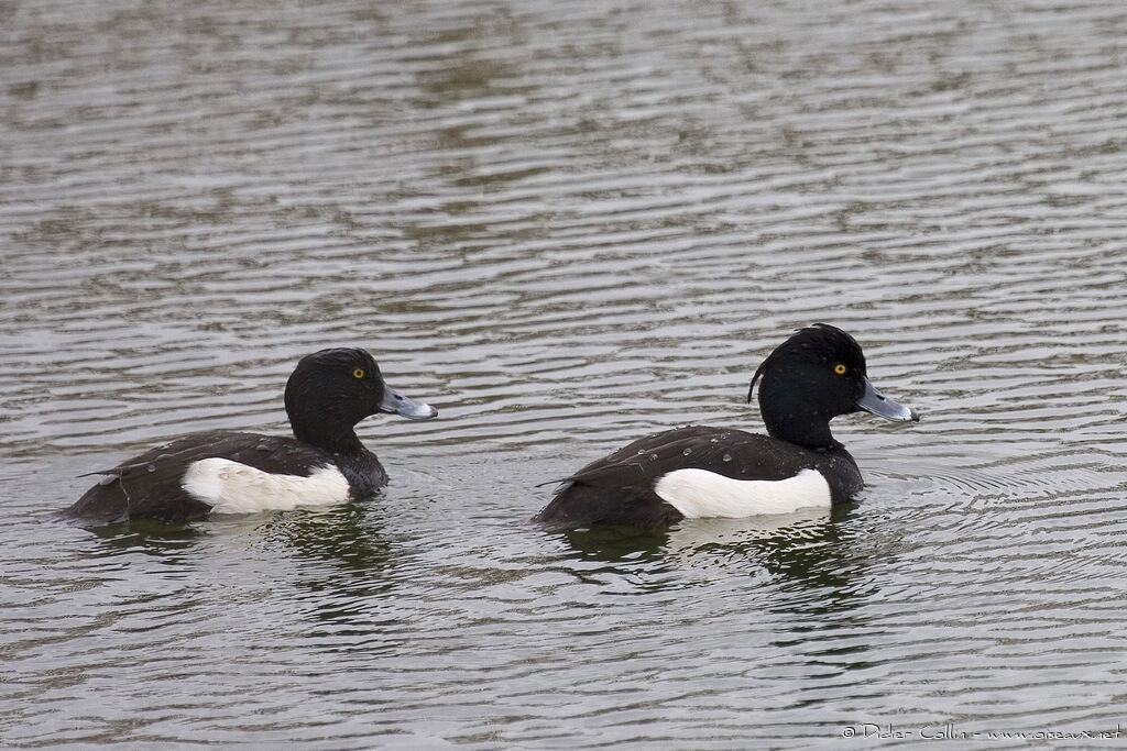 Tufted Duck, identification