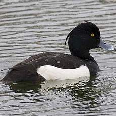 Tufted Duck