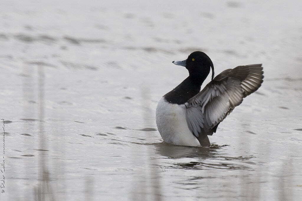 Tufted Duck male adult, identification