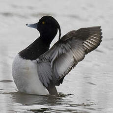 Tufted Duck