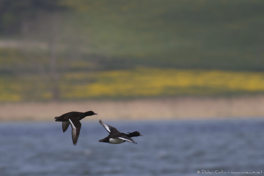 Tufted Duck