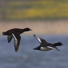 Tufted Duck