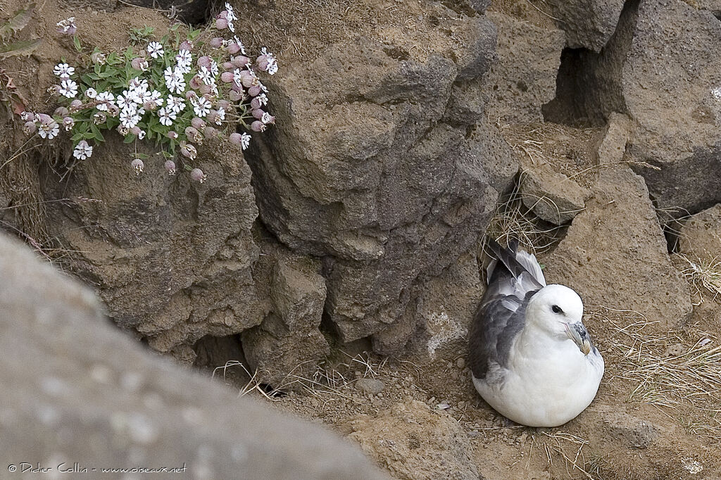 Northern Fulmar