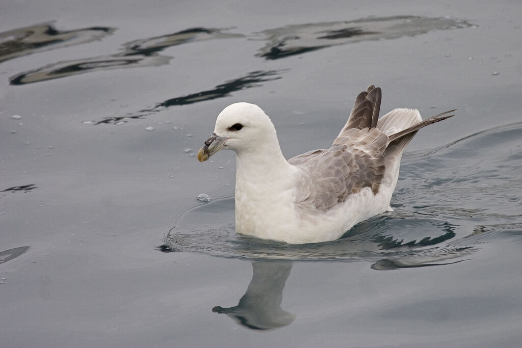 Northern Fulmar