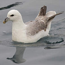 Fulmar boréal