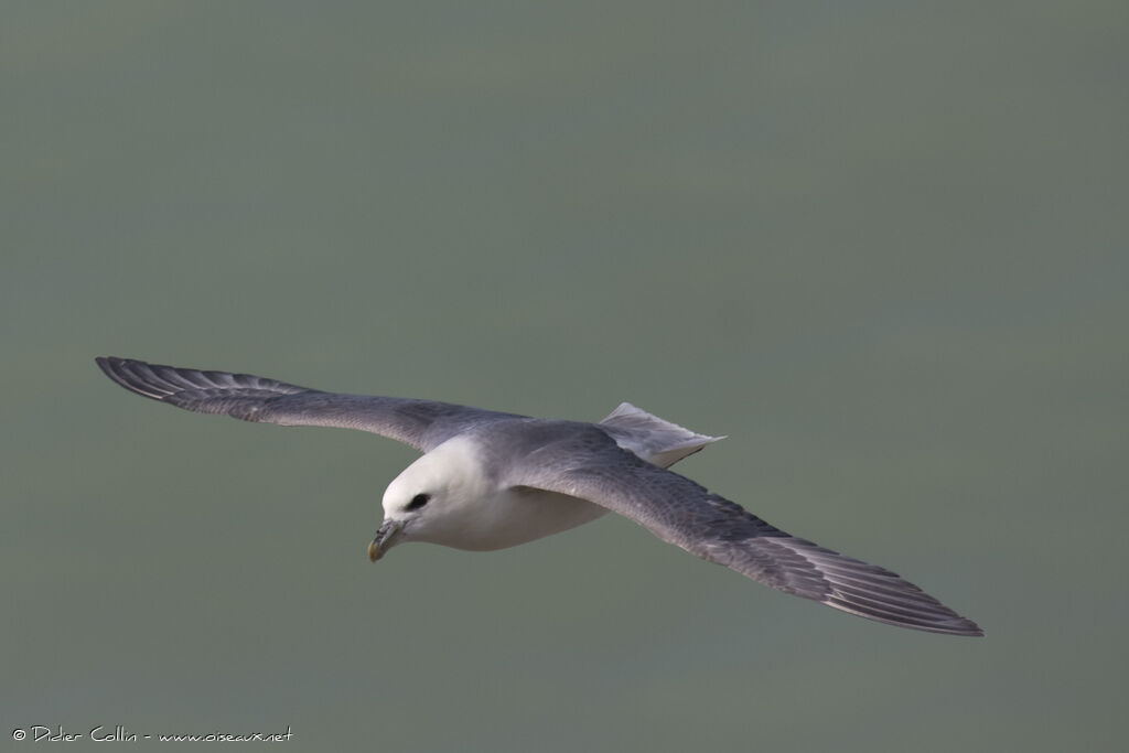 Fulmar boréaladulte nuptial, identification