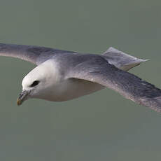 Fulmar boréal