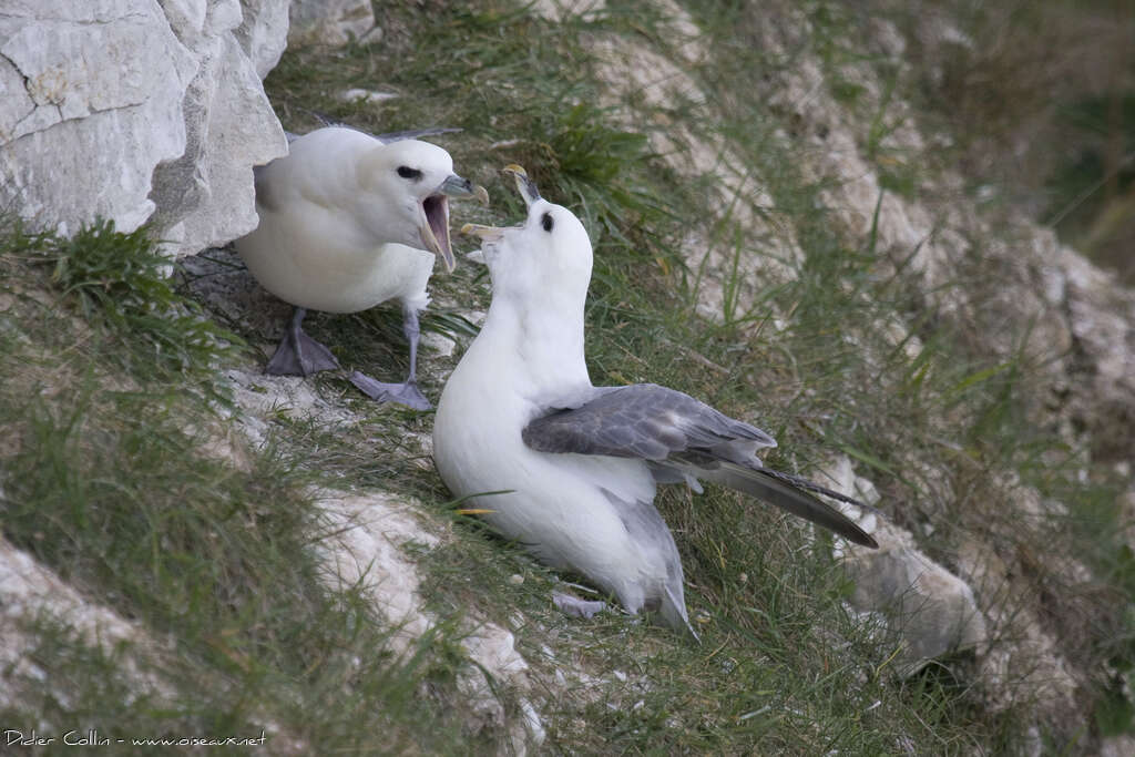 Fulmar boréaladulte nuptial, parade, Comportement