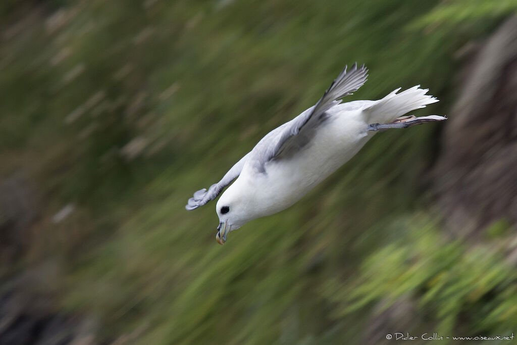 Northern Fulmaradult, Flight