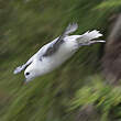 Fulmar boréal