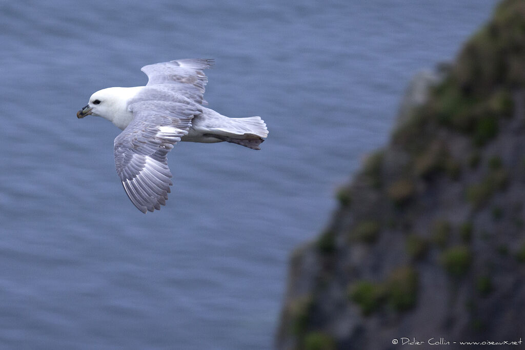 Northern Fulmaradult, Flight