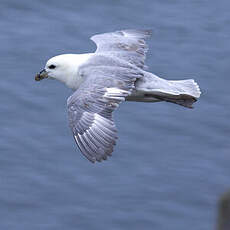 Fulmar boréal