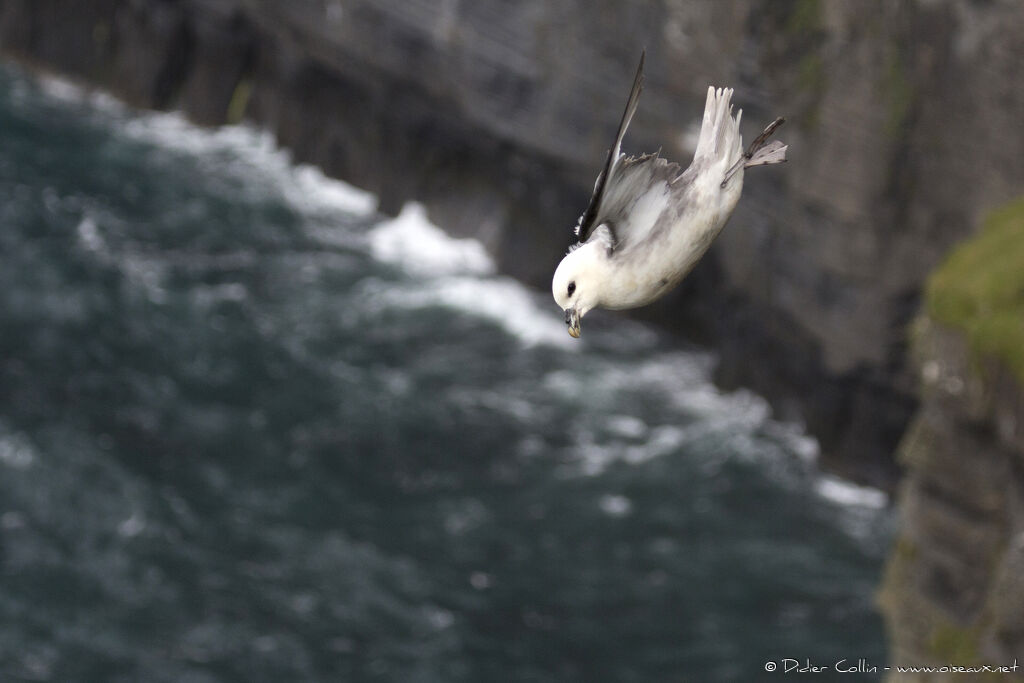 Fulmar boréaladulte, Vol