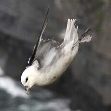 Fulmar boréal